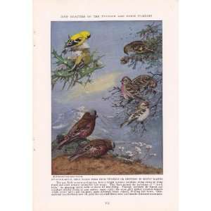 1934 Goldfinches Thistle birds Redpolls Haoary Redpoll Rosy Finches 