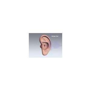  3D Five Senses Anatomy Series The Ear and Hearing CD Rom 