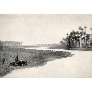  1903 Print Nile River Valley Egypt Africa Nomadic Shepherd 