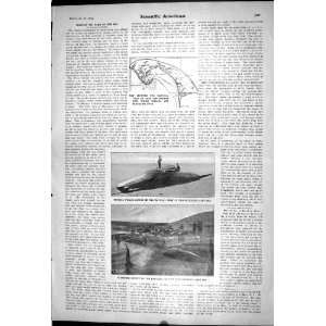  1903 Scientific American Blackfish Trap Provincetown Cape 
