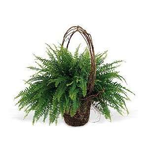  Faithful Fern   Same Day Delivery Available Patio, Lawn 