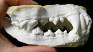 Huge Saint Bernhard dog jaws teeth taxidermy cast  