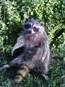   bobcat raccoon plush soft mount poseable taxidermy stuffed animal