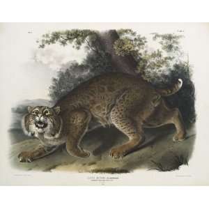   Audubon   32 x 24 inches   A male Bobcat (Lynx rufus)