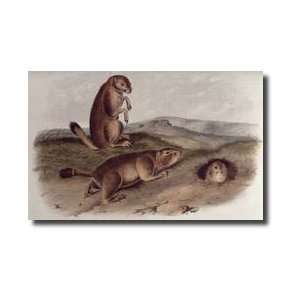  Prairie Dog From quadrupeds Of North America 18425 Giclee 