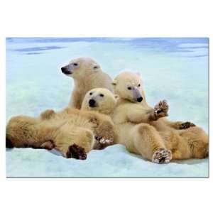  Educa Borras 500 piece Polar Bears Puzzle Toys & Games