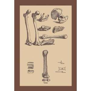  Exclusive By Buyenlarge Bones with Tools 20x30 poster 