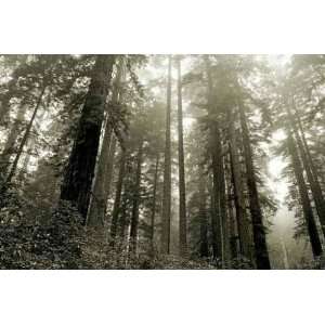  Redwoods in the Fog   Peel and Stick Wall Decal by 