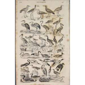  Birds Bird Duck Stork Antique Fine Art Old Print C1837 