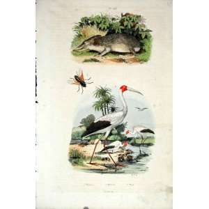   1839 H/C Natural History *676 Rodent Bee & Stork Bird