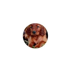  irish setter Puppy Dog 5 1in Button C0692 