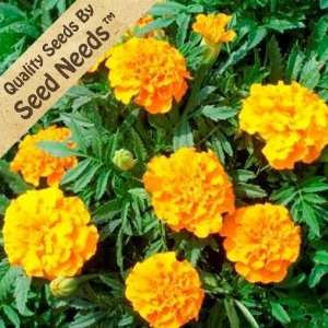   Tangerine (Tagetes erecta) Seeds By Seed Needs Patio, Lawn & Garden