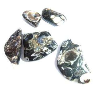 Agate Tumble 02 Wholesale Lot of 100 Turitella Fossil Stones Black 