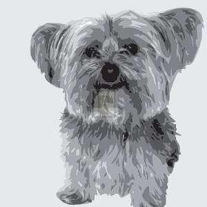  Emily Burrowes   Yorkie