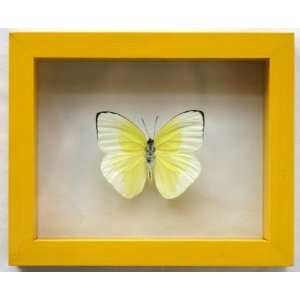  Real Cream Sulfur Butterfly Mounted in Yellow Frame 