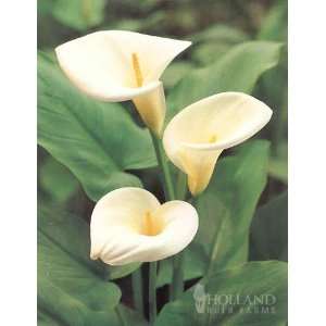  Aethiopica Calla Lily   2 bulbs Patio, Lawn & Garden