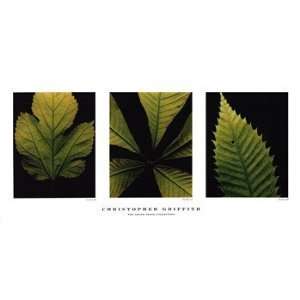  Beckett Griffith Leaf Plates 40x19 Poster Print