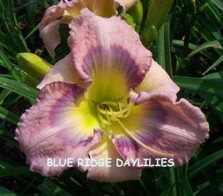 JUNGLE BUTTERFLY   DF   B3A   Morss 1999   DAYLILY  