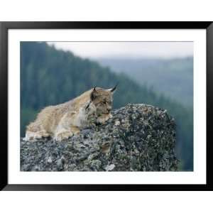  A Captive Female Lynx and Her Tiny Cub Survey the 