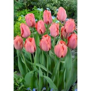  Tulip   Triumph   Palestrina Patio, Lawn & Garden
