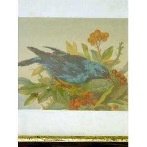  Blue Bird with Berries Vintage Print
