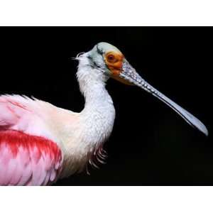 Roseate Spoonbill Captive, from Usa, Central and South America Premium 