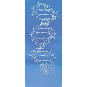  3B Scientific W19800 DNA Model, 12.6 x 7.5 x 2.8 