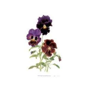 Swiss Giant Chalon Pansies by Pamela Stagg, 12x20