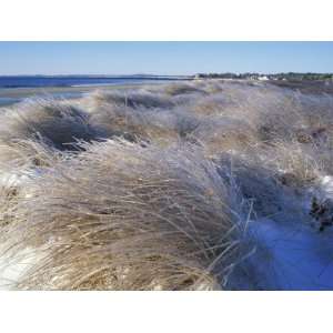  Ice Coats the Beach Grass on Parsons Beach, Maine, USA 