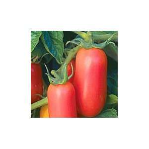  Tomatoes San Marzano (50 Organic Seeds) Patio, Lawn 
