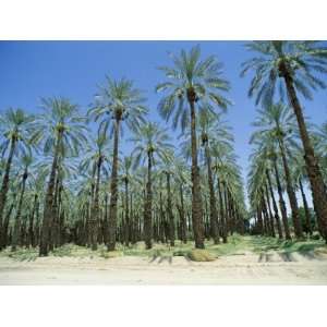  Date Palm Orchards Near Indio, California, USA 