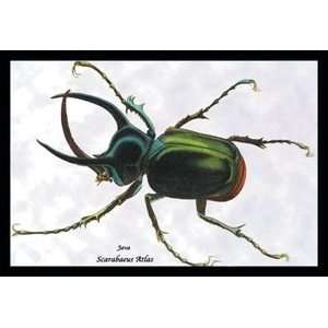  Beetle Scarabaeus Atlas of Java #1   20x30 Gallery 