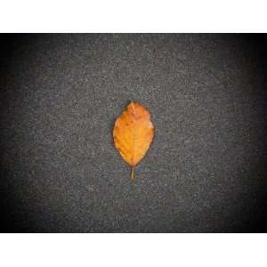 Autumn Coloured Leaf, on Sandy Beach, Co Waterford, Ireland Stretched 