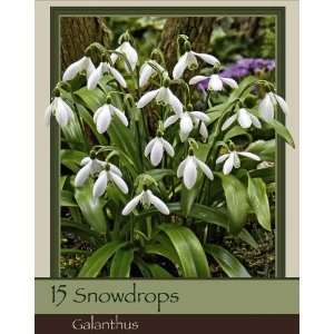  Snowdrops Pack of 15 Bulbs Patio, Lawn & Garden