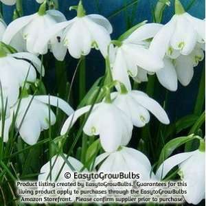  Galanthus Double Snowdrop Flore Pleno   10 bulbs   6/7 