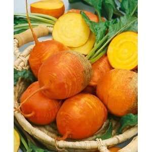  Yellow Golden Beet Seeds 100+ Fresh Vegetable Seeds By 