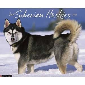  Siberian Huskies 2013 Wall Calendar