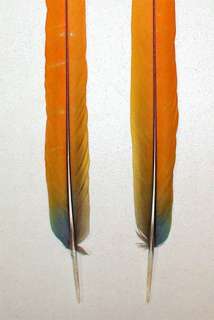 Orange Yellow CAMELOT MACAW Center Tail Feathers with FLAWS  