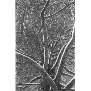  Lodgepole Pine Resin Coated Silver Gelatin Photographic 