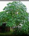 Castor Bean Giant Zanzibar   Fast Growing Tropical Shade Tree   20 