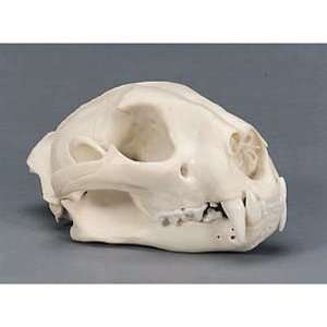 Cougar (Mountain Lion) Skull Replica  Industrial 