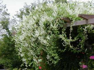 SILVER LACE / RUSSIAN VINE Polygonum aubertii   30+EXTRA seeds. Fast 