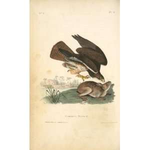   John James Audubon   24 x 40 inches   Common Buzzard