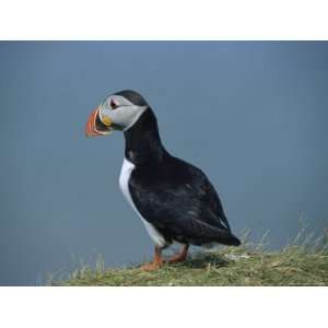  Atlantic Puffin Perches on a Grass Covered Cliff Stretched 