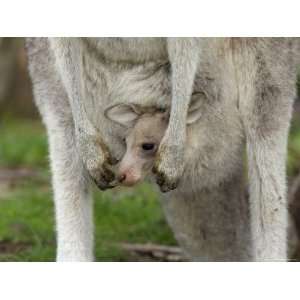  Eastern Grey Kangaroo (Macropus Giganteus) with a Joey 