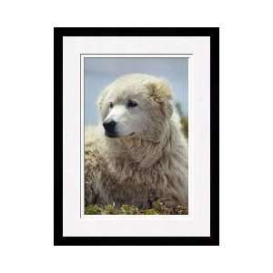  Italian Sheep Dog Framed Giclee Print