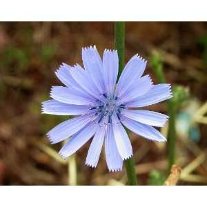  100 CHICORY (Blue Daisy / Blue Sailors / Coffeeweed 