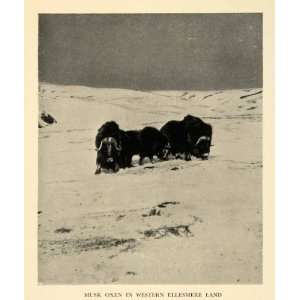  Print Musk Oxen Western Ellesmere Island Glacier Snow Arctic Animals 