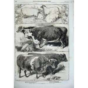  1860 Prize Cattle Smithfield Club Show Ox Cow Cotswold 