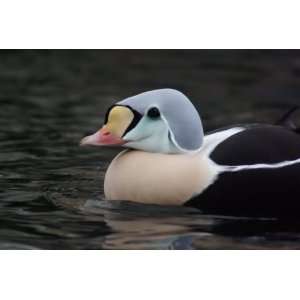 King Eider Taxidermy Photo Reference CD